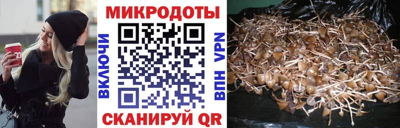 Купить где  Моздок  Галлюциногенные грибы Psilocybe 
